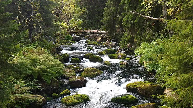 Vatten som forsar fram mellan stenar i skogen.